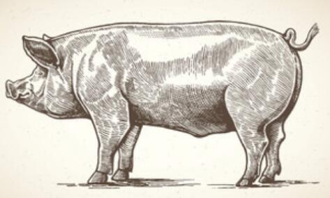 中國團隊在豬體內培育出人類腎臟